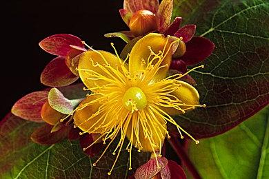 《七龙珠Z：卡卡罗特》发布巴多克DLC预告 明年登陆新主机