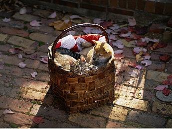 《CoD19》4090可在4K＆超高画质下超100FPS运行